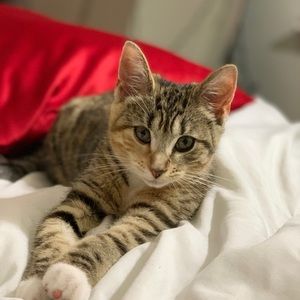 Meet your Posher, Lily